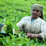 A woman picking tea leaves in a field