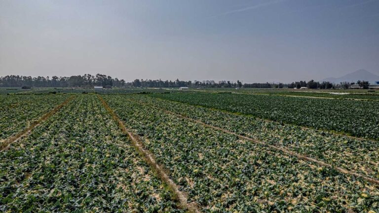 Field of crops