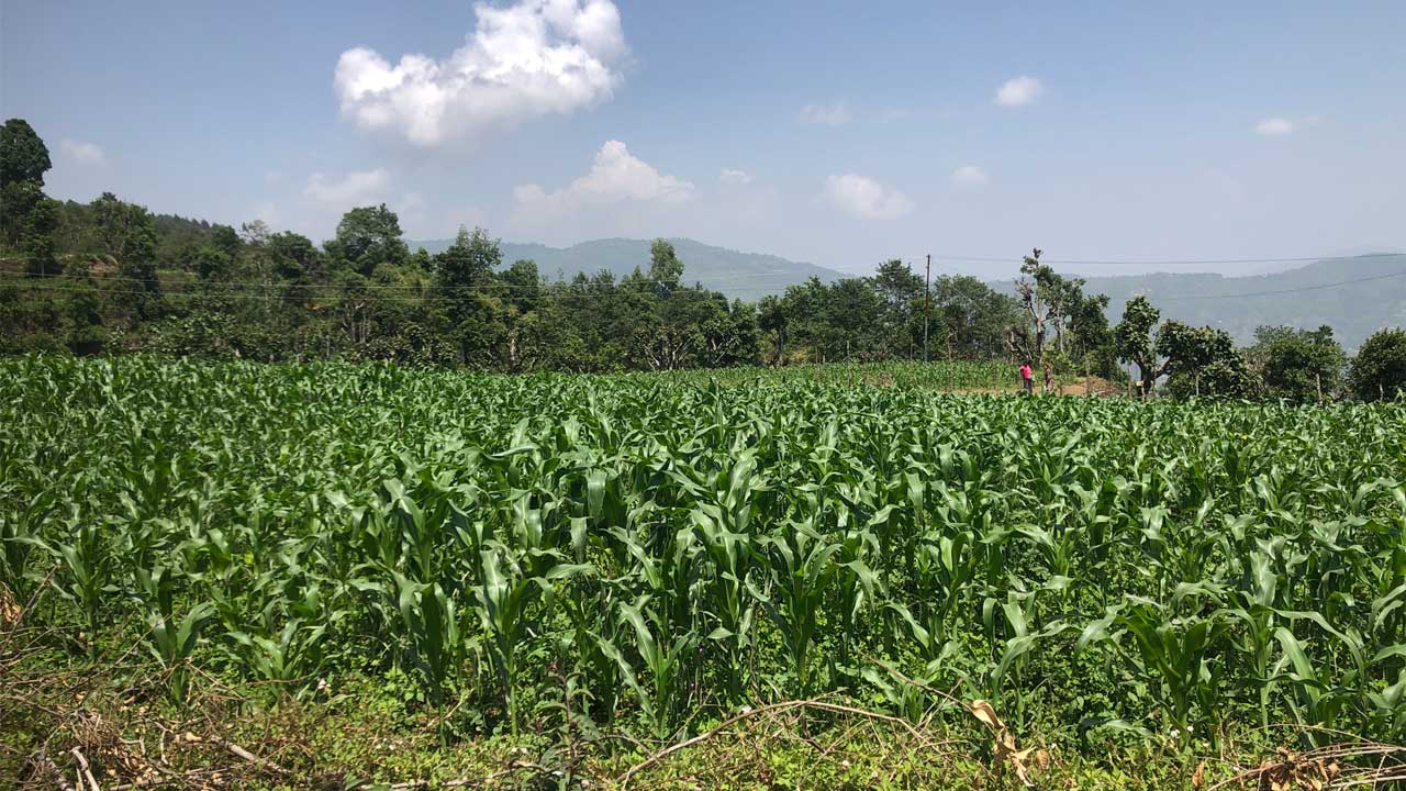 Corn field with clouds and trees in the background