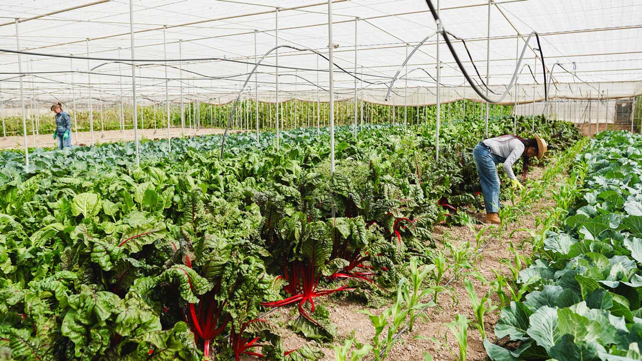 Greenhouse with different crops, female workers in the background of the picture