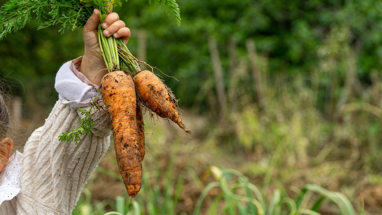 A small child holding up fresh carrots from the vegetable garden