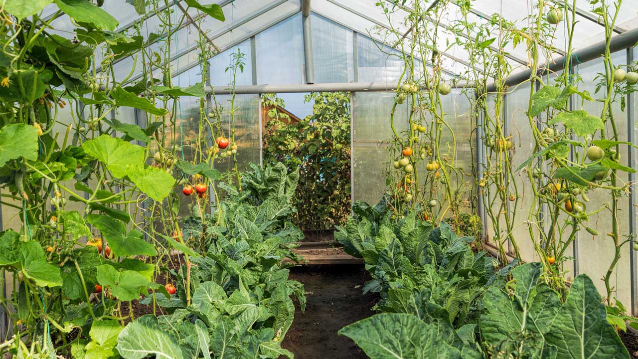 Greenhouse vegetable garden with green leafy vegetables and tomatoes in the vines