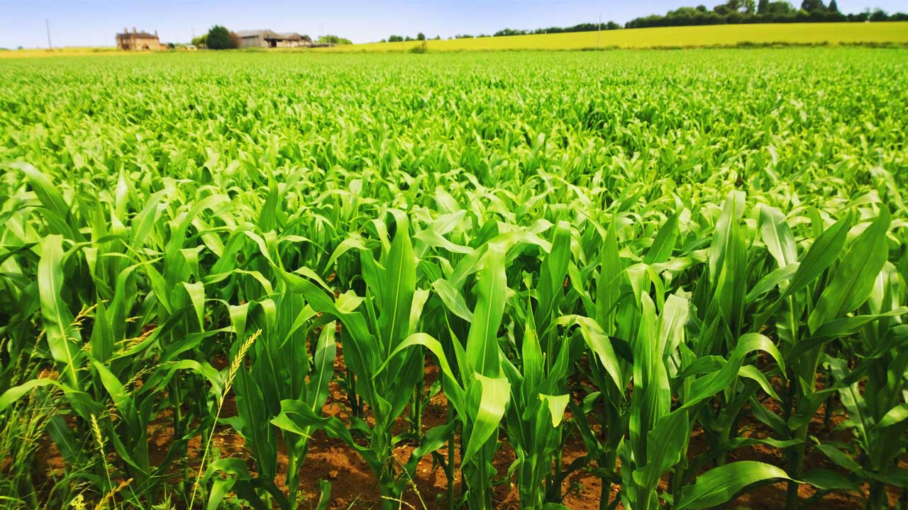 Newly spouted field of corn with house in the background