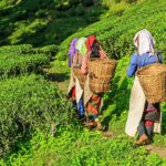 Indian women are walking through a tea plantation field