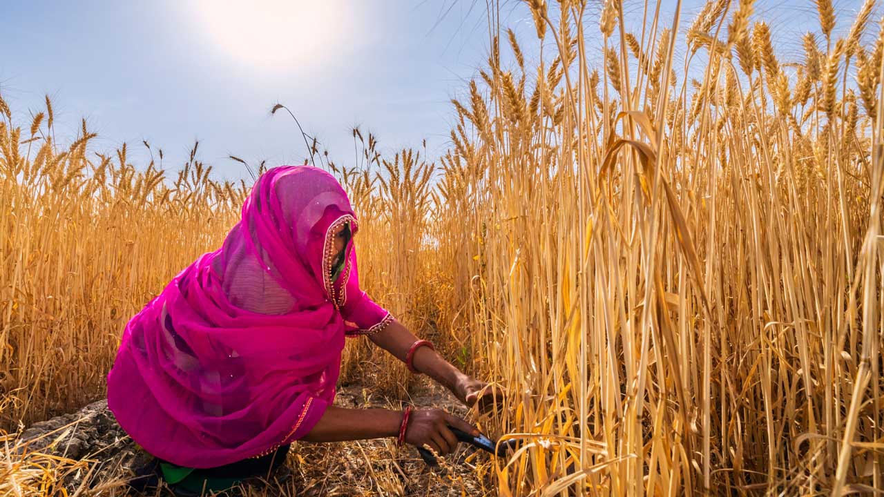 Female farmer harvesting the ripe rice plants