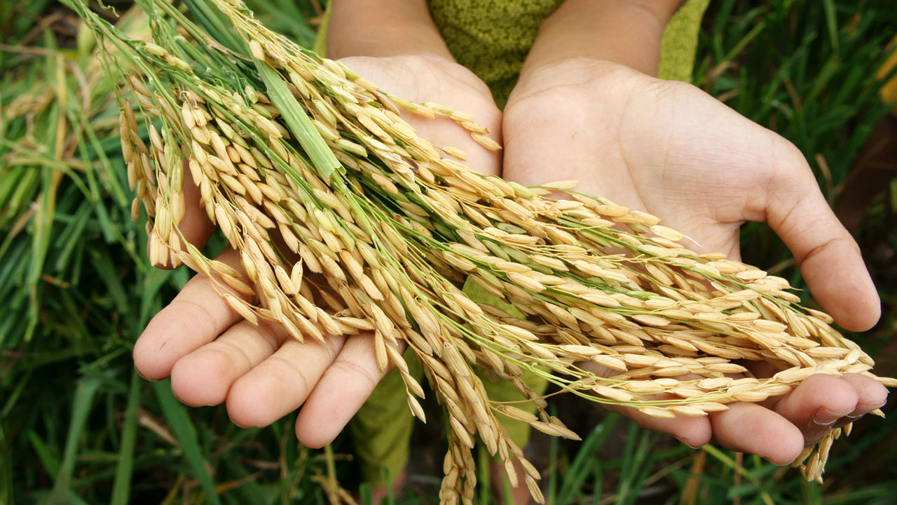 A small child hand with a sheaf of paddy on rice field